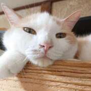 ヒメ日記 2025/06/08 17:00 投稿 辻レイナ クラブ華