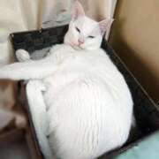 ヒメ日記 2025/06/10 17:00 投稿 辻レイナ クラブ華