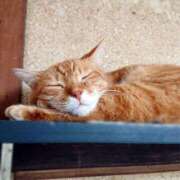 ヒメ日記 2025/06/11 17:00 投稿 辻レイナ クラブ華