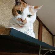 ヒメ日記 2025/06/13 17:00 投稿 辻レイナ クラブ華