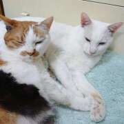 ヒメ日記 2025/06/14 17:00 投稿 辻レイナ クラブ華