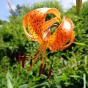 ヒメ日記 2025/06/14 18:00 投稿 辻レイナ クラブ華