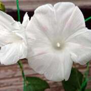 ヒメ日記 2025/06/17 18:00 投稿 辻レイナ クラブ華