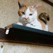 ヒメ日記 2025/06/20 17:00 投稿 辻レイナ クラブ華