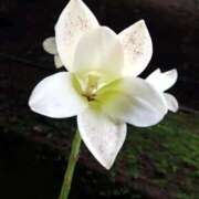 ヒメ日記 2025/06/22 18:00 投稿 辻レイナ クラブ華