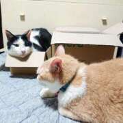 ヒメ日記 2025/06/27 17:00 投稿 辻レイナ クラブ華