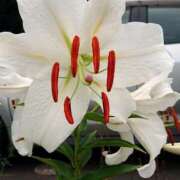 ヒメ日記 2025/06/27 18:01 投稿 辻レイナ クラブ華