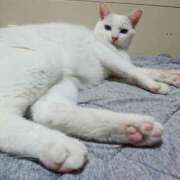 ヒメ日記 2025/06/29 17:00 投稿 辻レイナ クラブ華