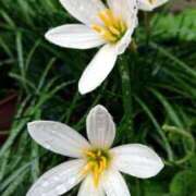 ヒメ日記 2025/07/02 18:00 投稿 辻レイナ クラブ華