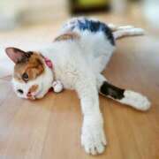 ヒメ日記 2025/07/04 17:00 投稿 辻レイナ クラブ華