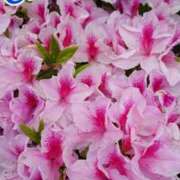 ヒメ日記 2025/07/08 18:00 投稿 辻レイナ クラブ華