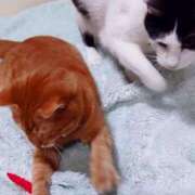 ヒメ日記 2025/07/09 17:00 投稿 辻レイナ クラブ華