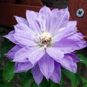 ヒメ日記 2025/07/11 18:00 投稿 辻レイナ クラブ華