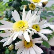 ヒメ日記 2025/07/12 18:00 投稿 辻レイナ クラブ華