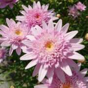 ヒメ日記 2025/07/13 18:00 投稿 辻レイナ クラブ華