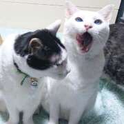 ヒメ日記 2025/07/15 17:00 投稿 辻レイナ クラブ華