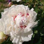 ヒメ日記 2025/07/18 18:00 投稿 辻レイナ クラブ華