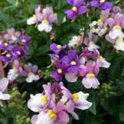 ヒメ日記 2025/07/21 18:00 投稿 辻レイナ クラブ華