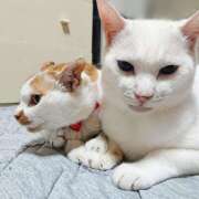 ヒメ日記 2025/07/22 17:00 投稿 辻レイナ クラブ華