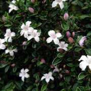 ヒメ日記 2025/07/22 18:00 投稿 辻レイナ クラブ華