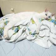 ヒメ日記 2025/07/23 17:00 投稿 辻レイナ クラブ華