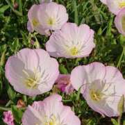 ヒメ日記 2025/07/23 18:00 投稿 辻レイナ クラブ華