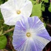 ヒメ日記 2025/07/26 18:01 投稿 辻レイナ クラブ華