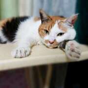 ヒメ日記 2025/07/27 17:00 投稿 辻レイナ クラブ華