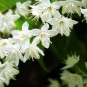 ヒメ日記 2025/07/27 18:00 投稿 辻レイナ クラブ華