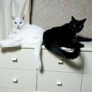 ヒメ日記 2025/07/31 17:00 投稿 辻レイナ クラブ華