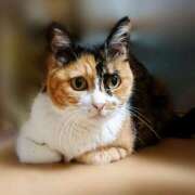 ヒメ日記 2025/08/03 17:00 投稿 辻レイナ クラブ華