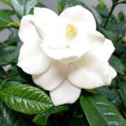 ヒメ日記 2025/08/06 18:00 投稿 辻レイナ クラブ華