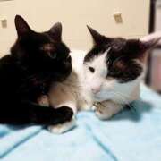 ヒメ日記 2025/08/09 17:00 投稿 辻レイナ クラブ華