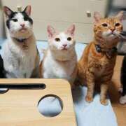 ヒメ日記 2025/08/10 17:00 投稿 辻レイナ クラブ華