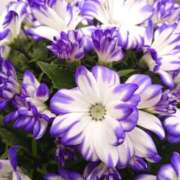 ヒメ日記 2025/08/10 18:00 投稿 辻レイナ クラブ華