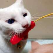 ヒメ日記 2025/08/21 17:00 投稿 辻レイナ クラブ華