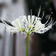 ヒメ日記 2025/08/21 18:00 投稿 辻レイナ クラブ華