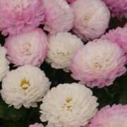 ヒメ日記 2025/08/22 18:00 投稿 辻レイナ クラブ華