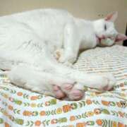 ヒメ日記 2025/08/24 17:00 投稿 辻レイナ クラブ華