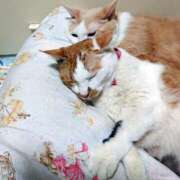 ヒメ日記 2025/09/04 17:00 投稿 辻レイナ クラブ華