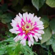 ヒメ日記 2025/09/06 18:00 投稿 辻レイナ クラブ華