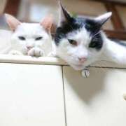 ヒメ日記 2025/09/09 17:00 投稿 辻レイナ クラブ華