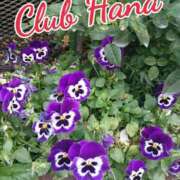 ヒメ日記 2025/09/09 18:00 投稿 辻レイナ クラブ華