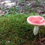 ヒメ日記 2025/09/11 18:00 投稿 辻レイナ クラブ華