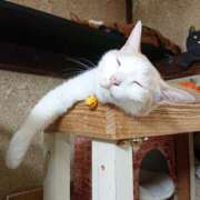 ヒメ日記 2025/09/14 17:00 投稿 辻レイナ クラブ華