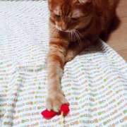 ヒメ日記 2025/09/17 17:00 投稿 辻レイナ クラブ華