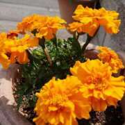 ヒメ日記 2025/09/17 18:00 投稿 辻レイナ クラブ華