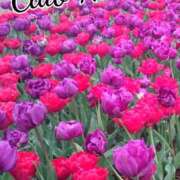 ヒメ日記 2025/09/18 18:01 投稿 辻レイナ クラブ華