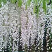 ヒメ日記 2025/09/20 18:00 投稿 辻レイナ クラブ華