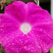 ヒメ日記 2025/09/21 18:00 投稿 辻レイナ クラブ華